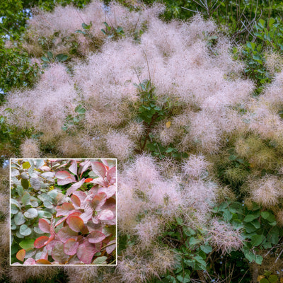 Cotinus Grace P20cotgra - Garden Express Australia