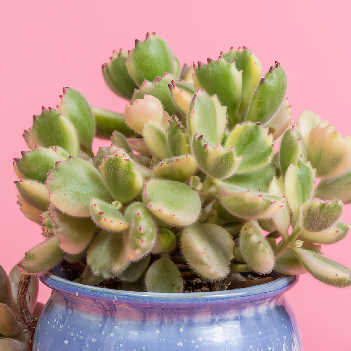 Cotyledon Bear Paw Variegated P68cotbpv - Garden Express Australia