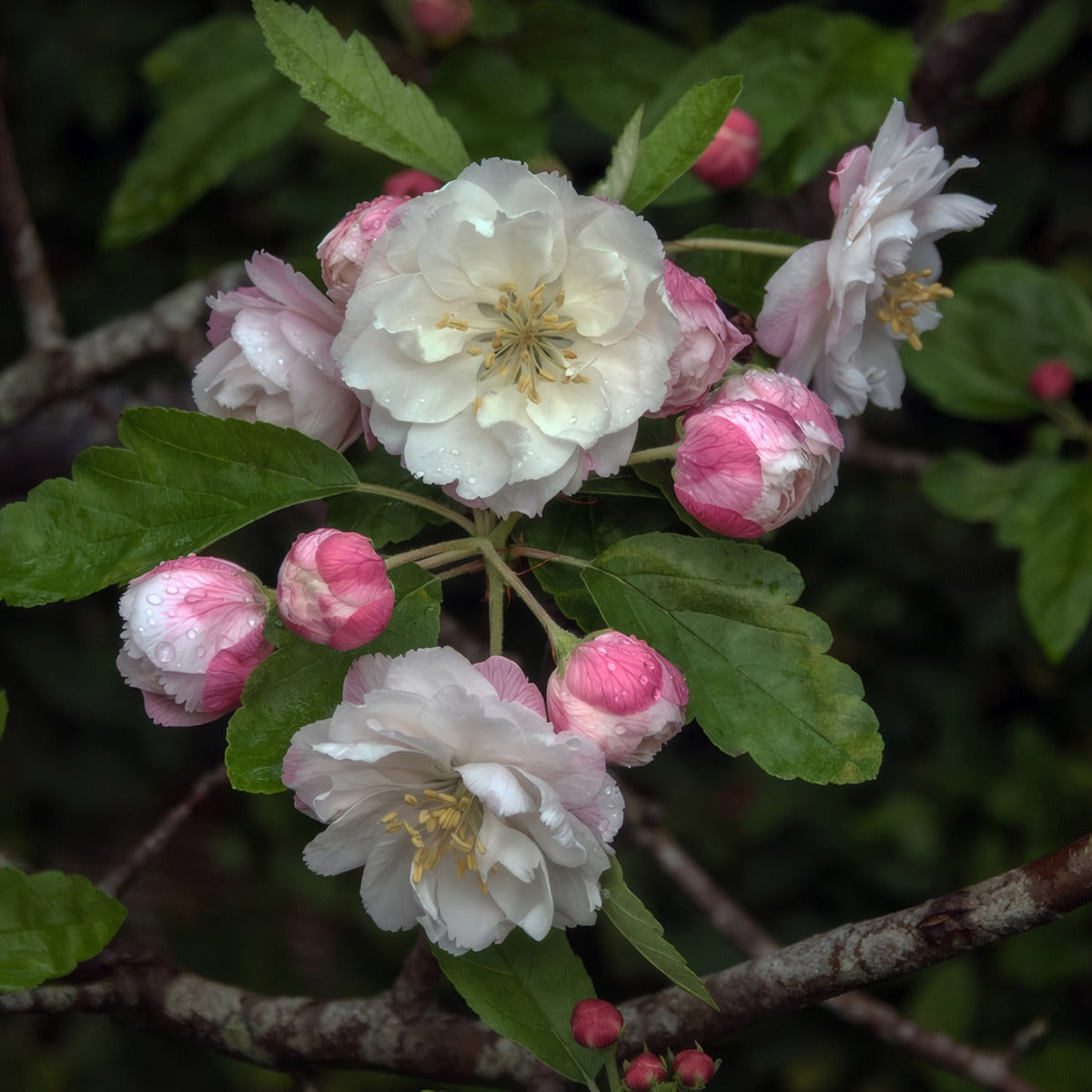 Crab Apple Ioensis Plena 2020 Trecapipl - Garden Express Australia