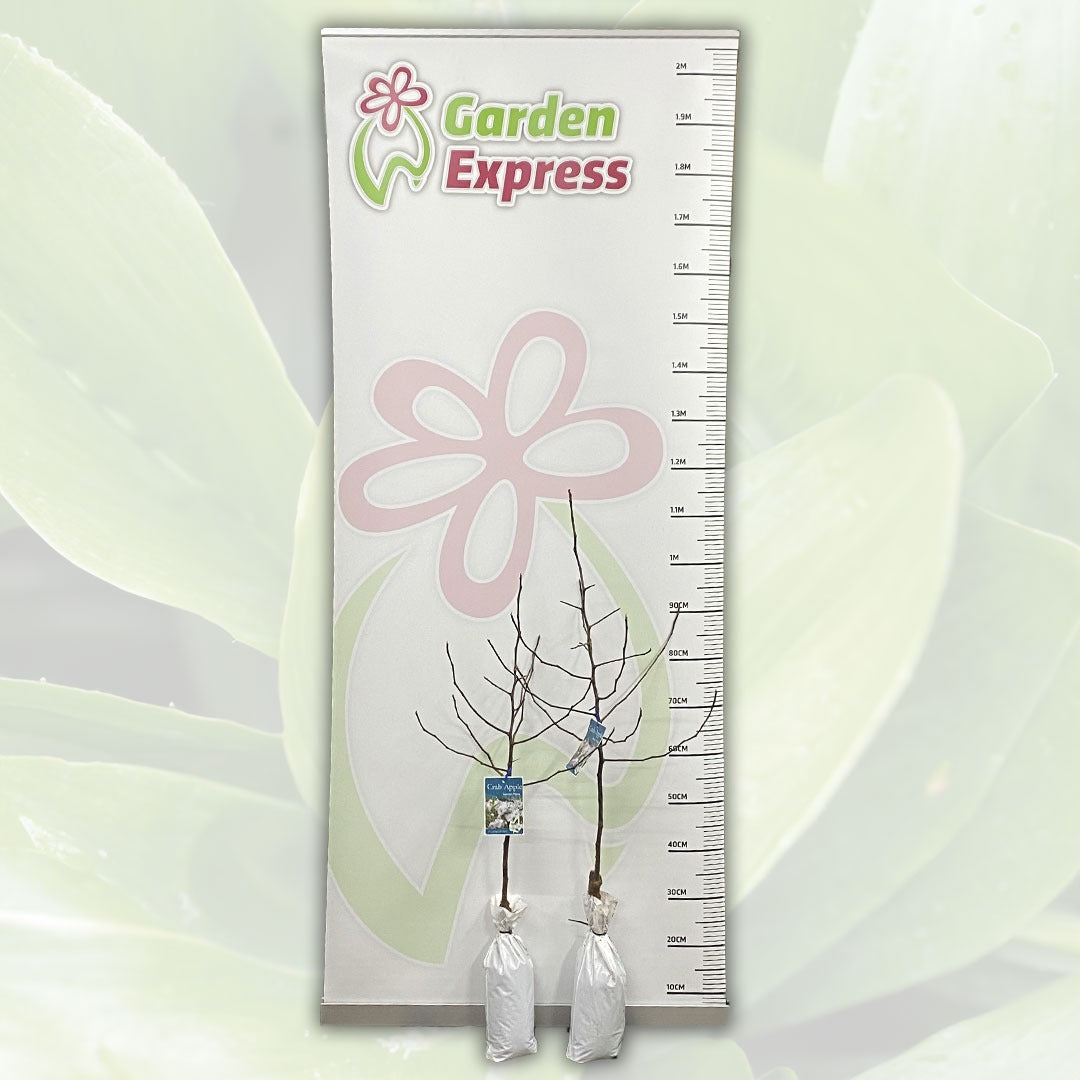 Crab Apple Ioensis Plena Trecapipl Size - Garden Express Australia