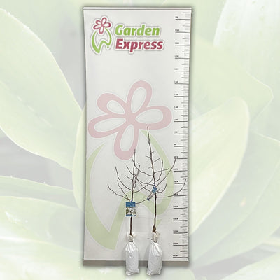 Crab Apple Ioensis Plena Trecapipl Size - Garden Express Australia