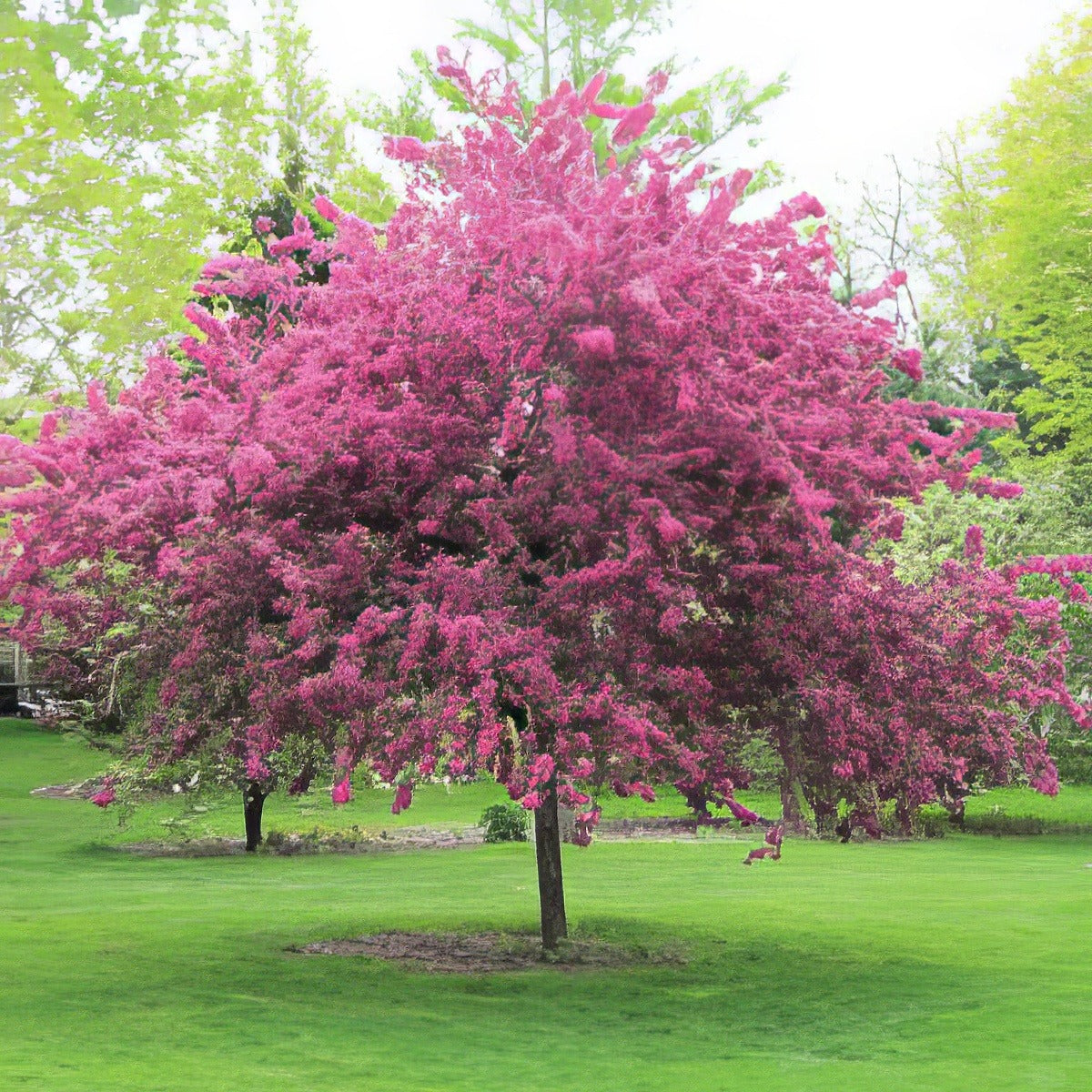 Crab Apple Ioensis Rubra Trecapiru - Garden Express Australia