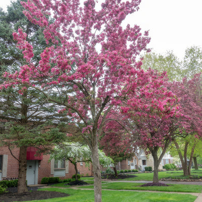 Crab Apple Royal Raindrops - Garden Express Australia