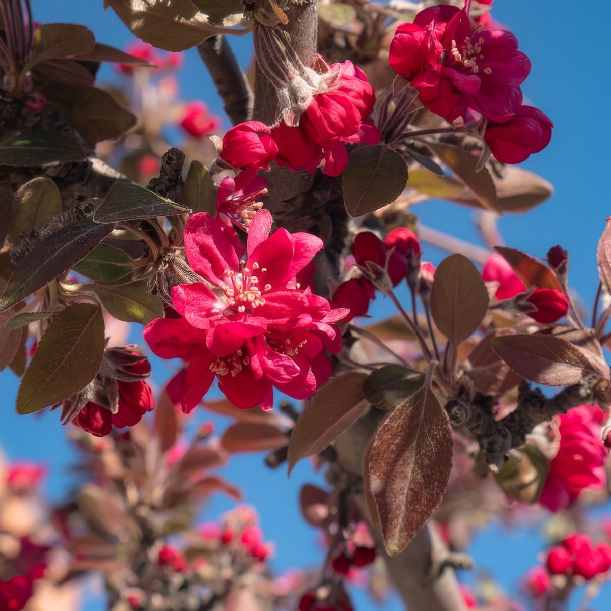 Crab Apple Royal Raindrops Trecaprrd - Garden Express Australia