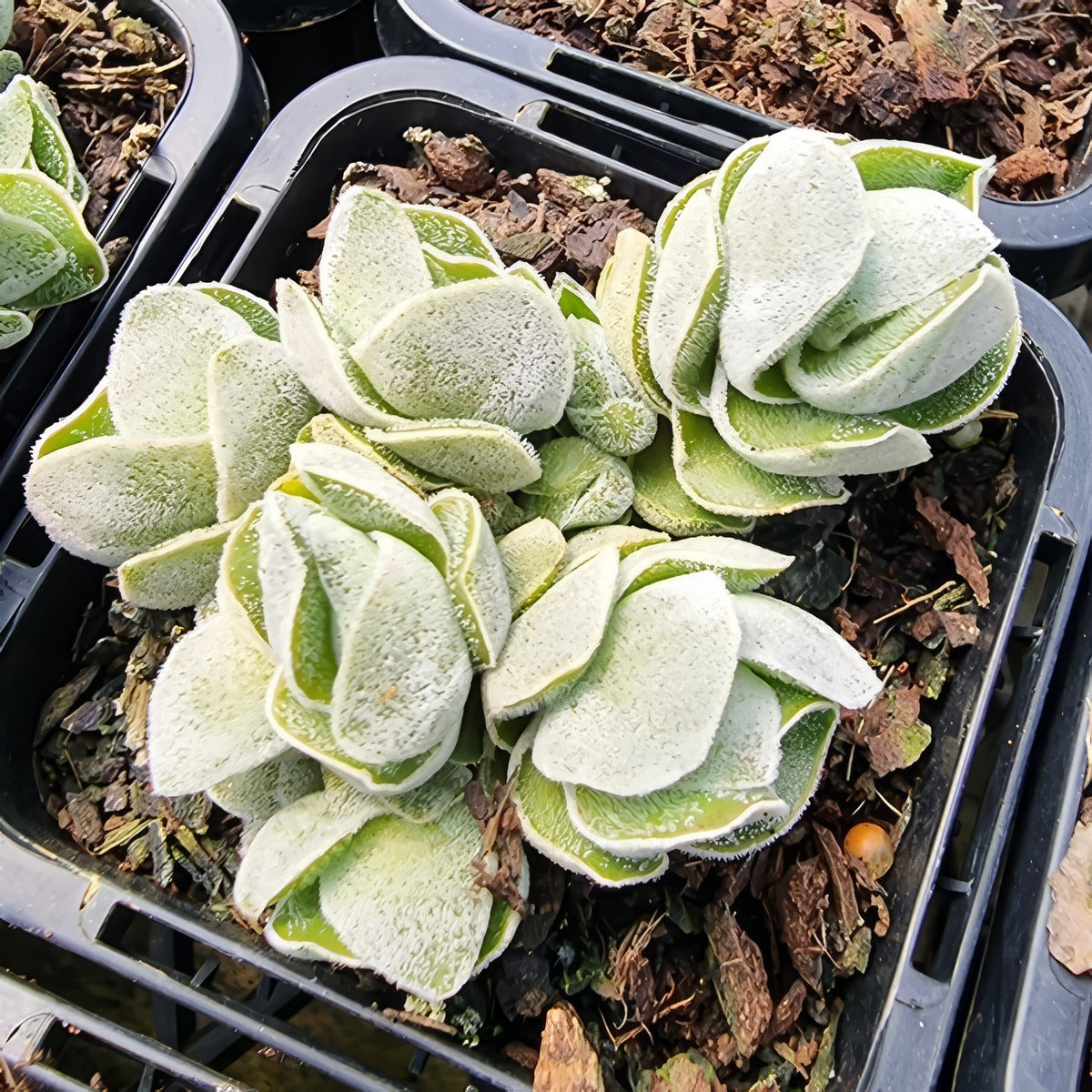 Crassula Ivory Pagoda P68craipa - Garden Express Australia