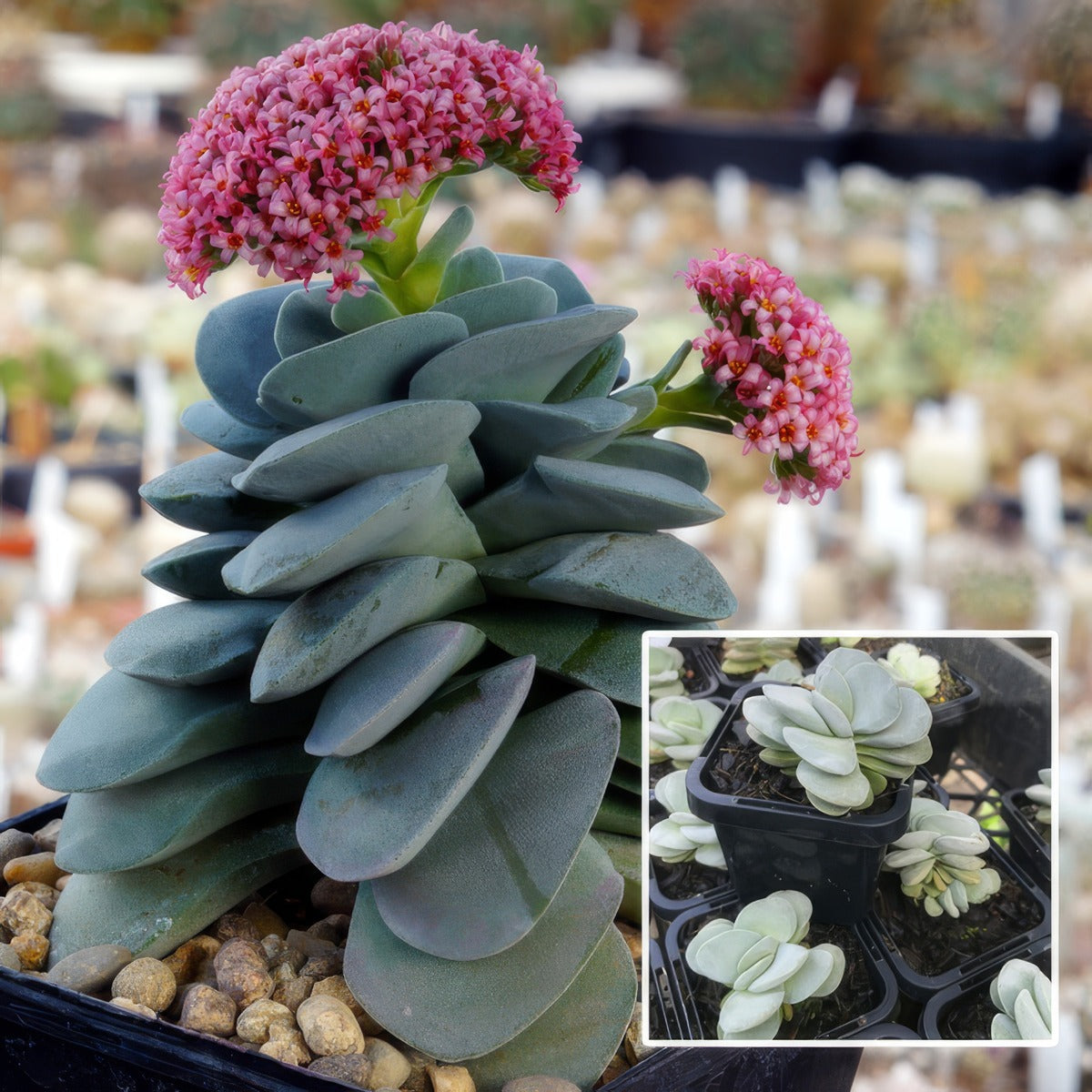 Crassula Morgans Beauty 1 P68crambe - Garden Express Australia