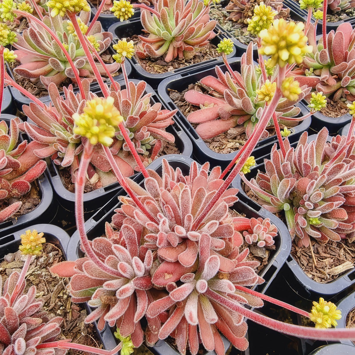 Crassula Pubescens P68crapub - Garden Express Australia