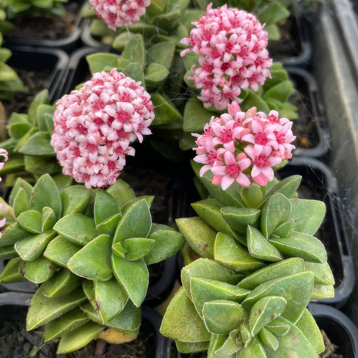 Crassula Springtime P68crasti - Garden Express Australia