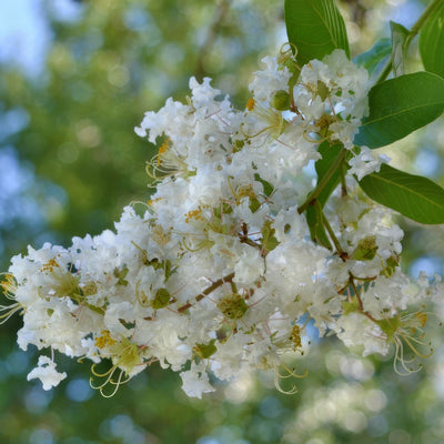 Crepe Myrtle Natchez Lpocmynat - Garden Express Australia