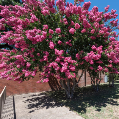 Crepe Myrtle Sioux - Garden Express Australia