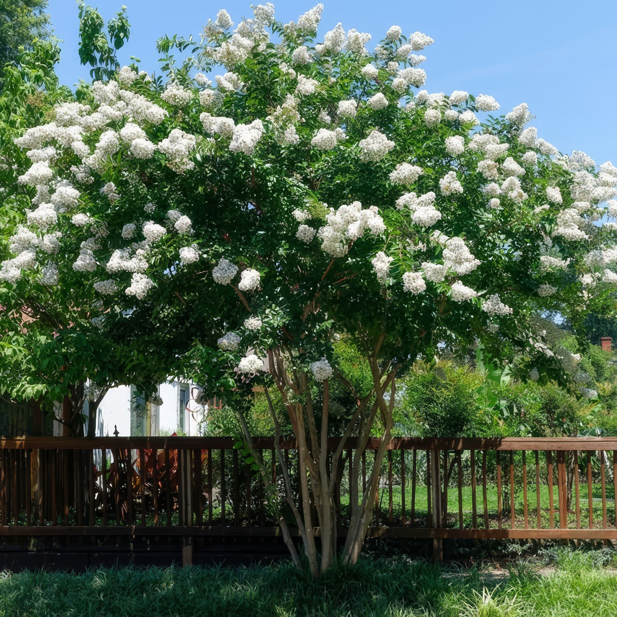 Crepe Myrtle Natchez Trecmynat - Garden Express Australia