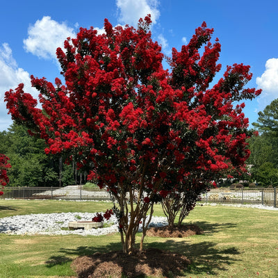 Crepe Myrtle Ruffled Red Magic - Garden Express Australia