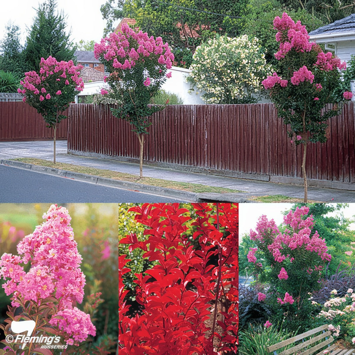 Crepe Myrtle Sioux Trecmysio - Garden Express Australia