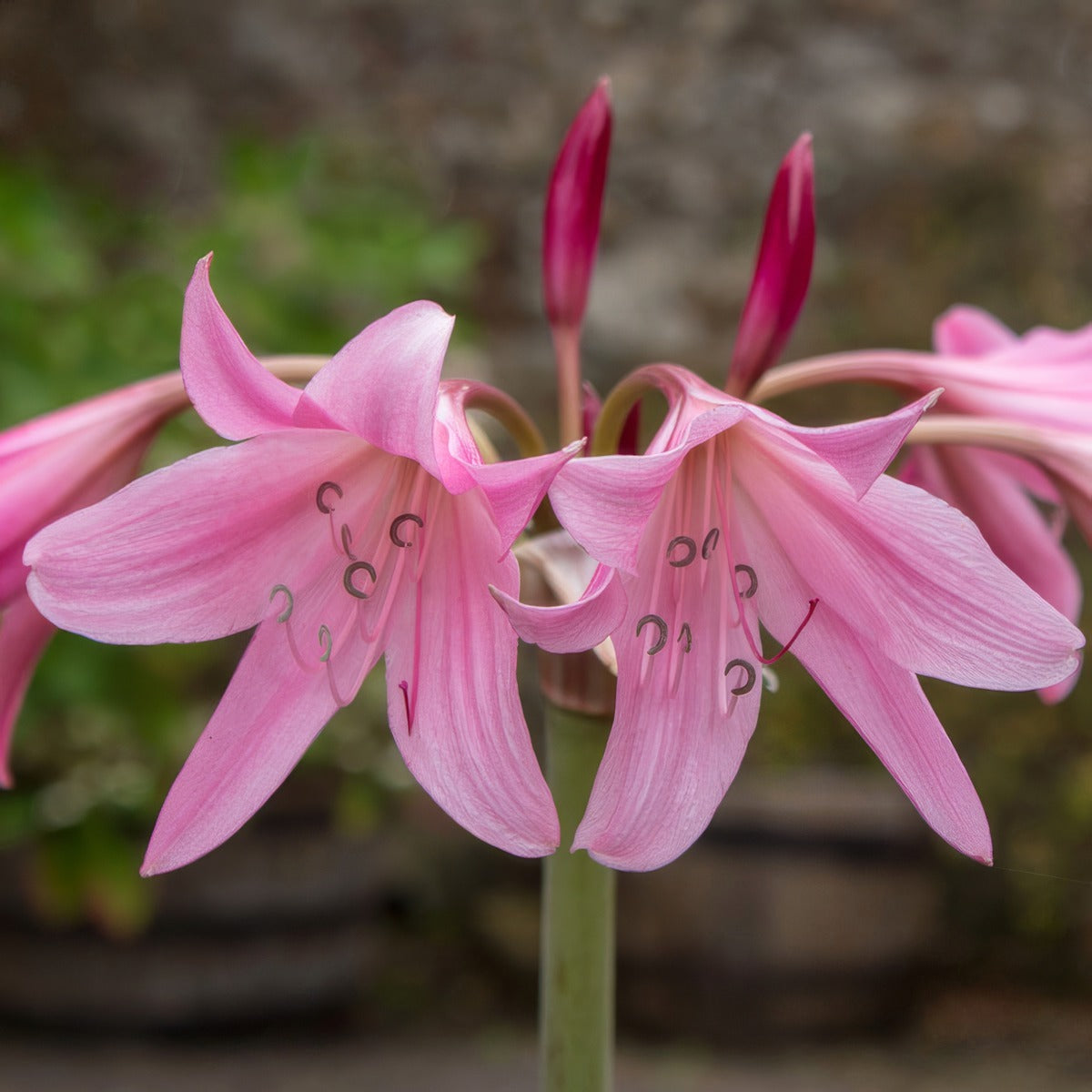 Crinum Lily Pink Pkcripin - Garden Express Australia