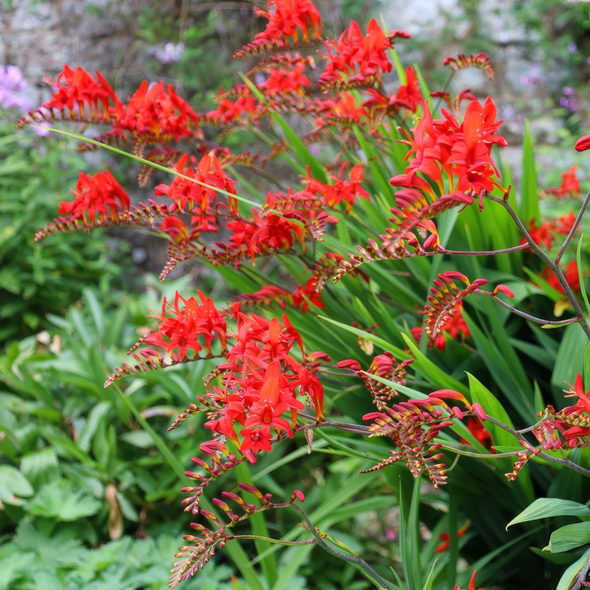 Crocosmia Lucifer 2 Pkcroluc - Garden Express Australia