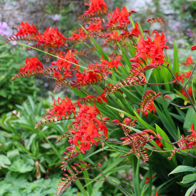 Crocosmia Lucifer 2 Pkcroluc - Garden Express Australia