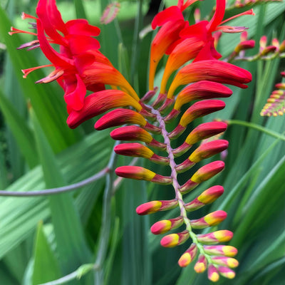 Crocosmia Lucifer 3 Pkcroluc - Garden Express Australia