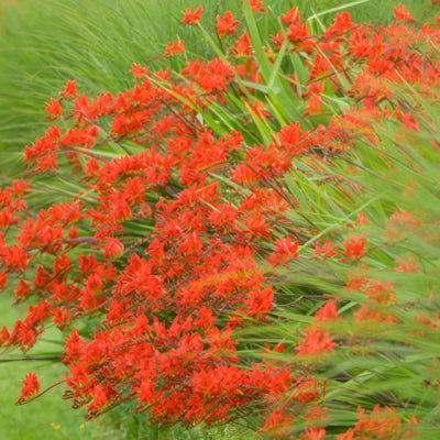 Crocosmia Lucifer16 - Garden Express Australia