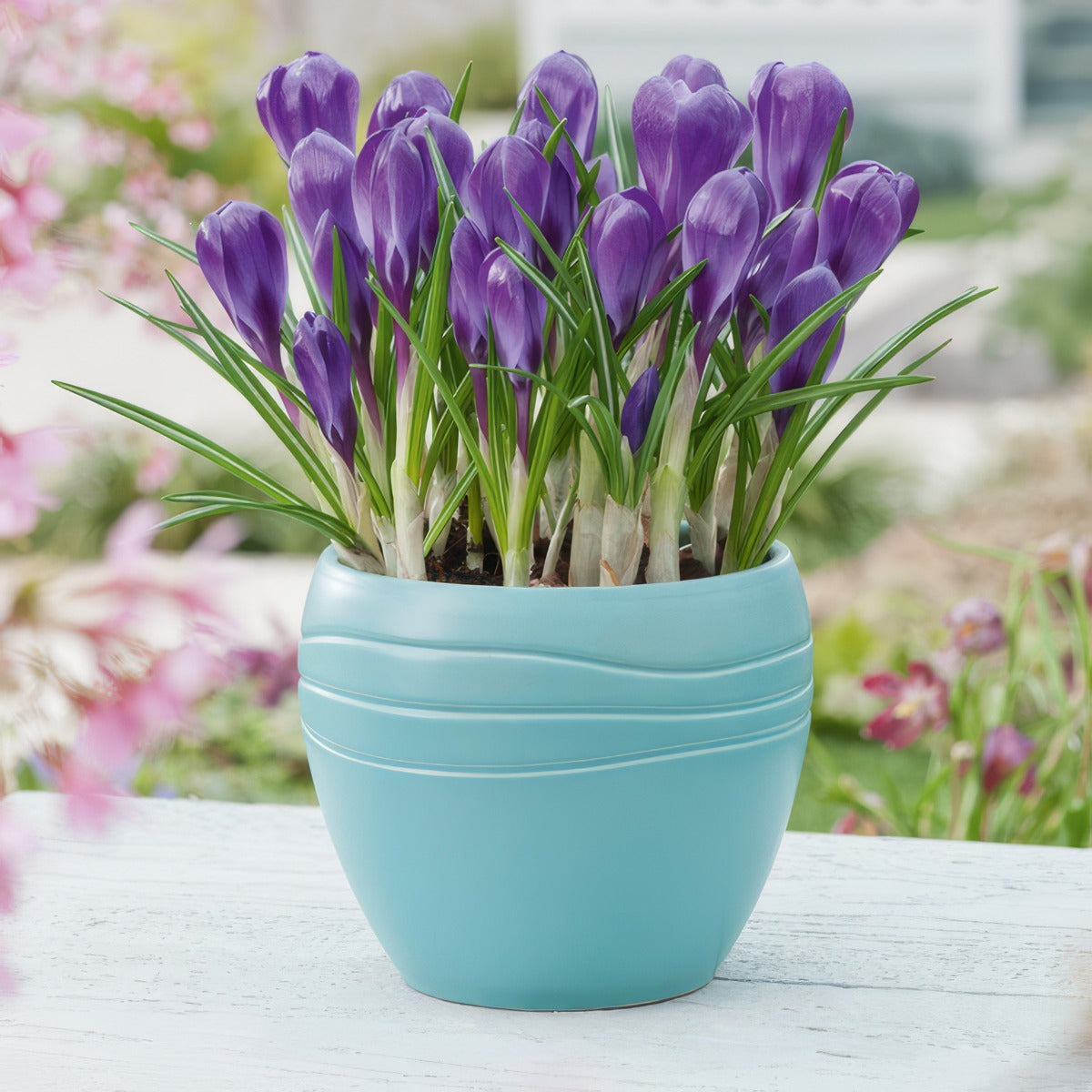 Crocus Flower Record 1 Pkcrofre 2026 - Garden Express Australia