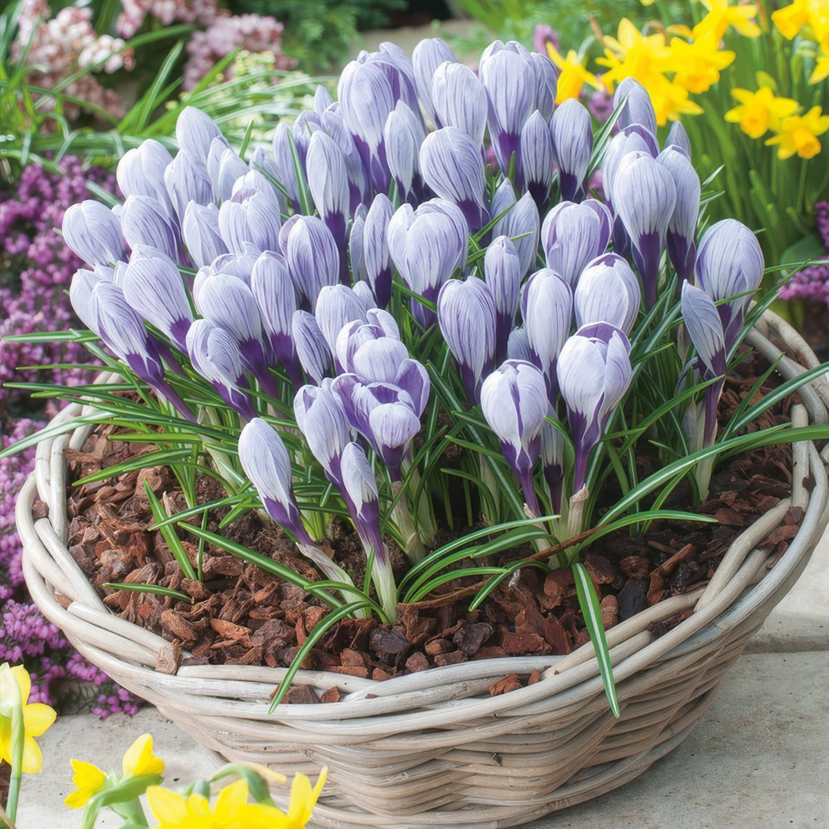 Crocus King Of The Striped 1 Pkcrokos 2026 - Garden Express Australia