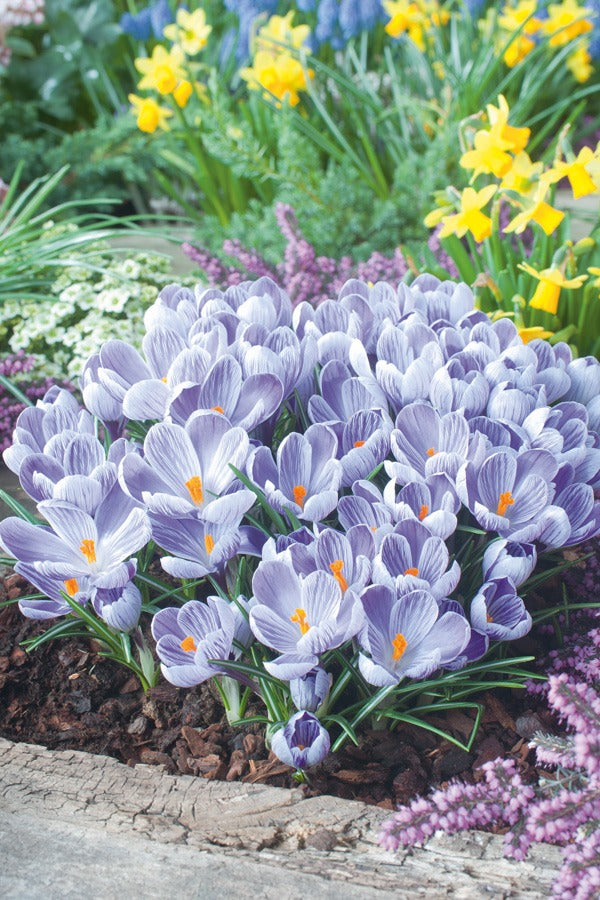 Crocus King Of The Striped 3 Pkcrokos 2026 - Garden Express Australia
