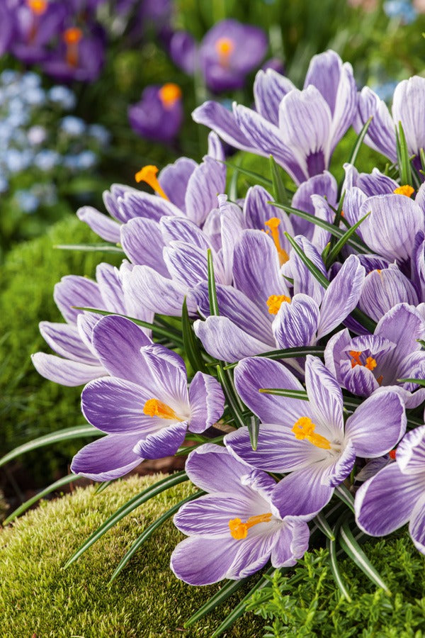 Crocus Pickwick 1 Pkcropic 2026 - Garden Express Australia