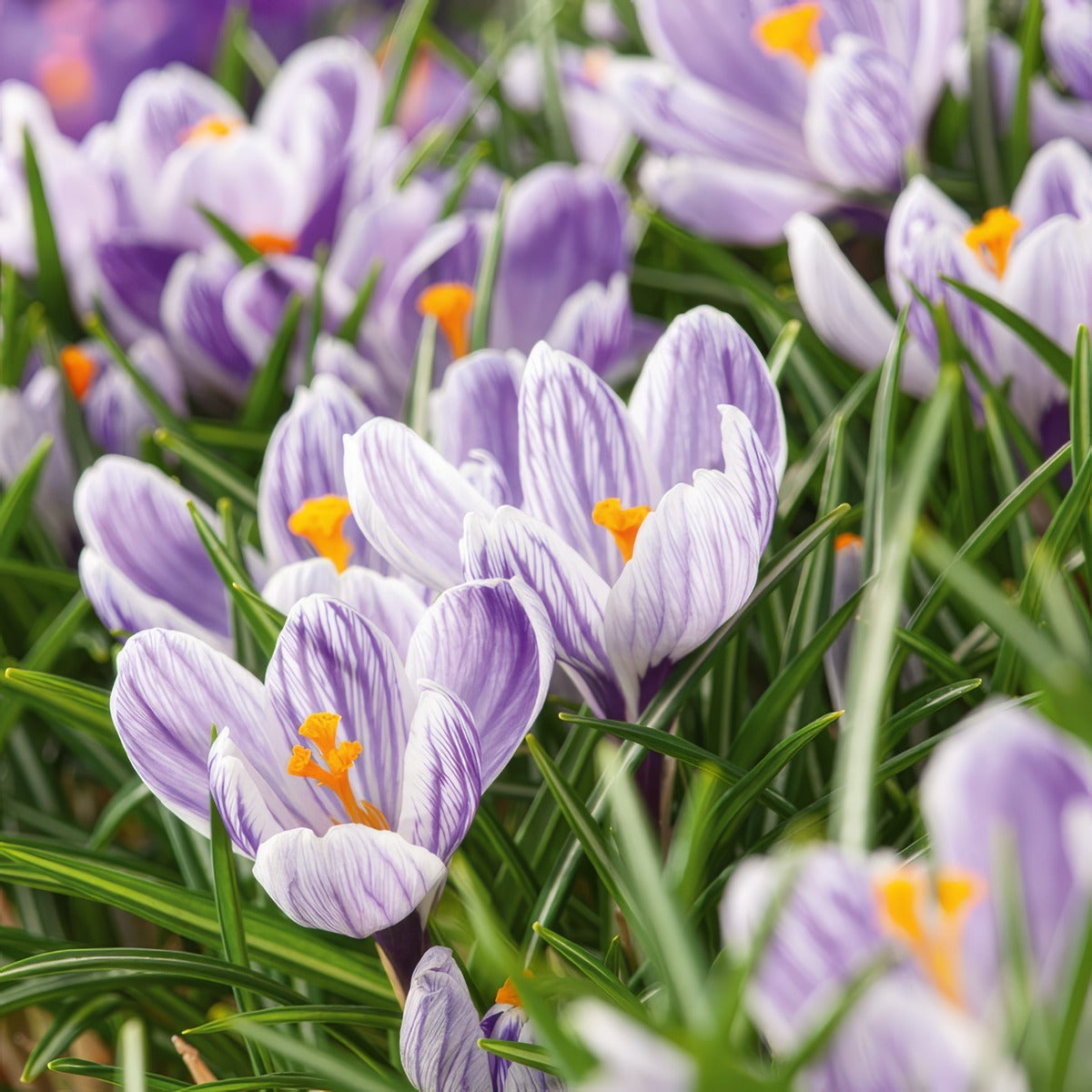 Crocus Pickwick 3 Pkcropic 2026 - Garden Express Australia