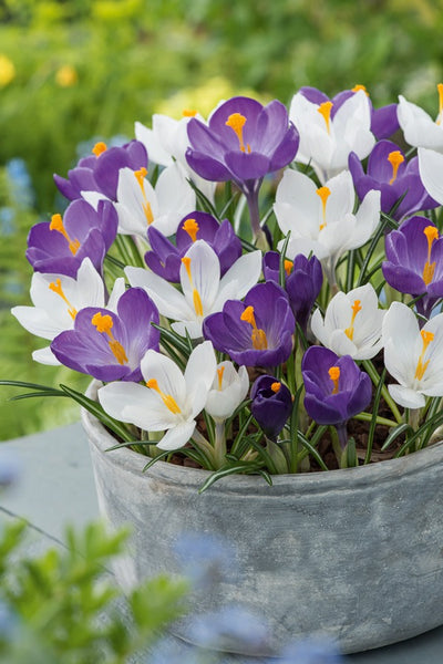 Crocus Purple White Blend 1 Pkcropwb 2026 - Garden Express Australia