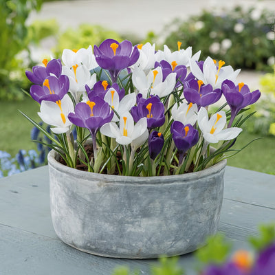 Crocus Purple White Blend 2 Pkcropwb 2026 - Garden Express Australia