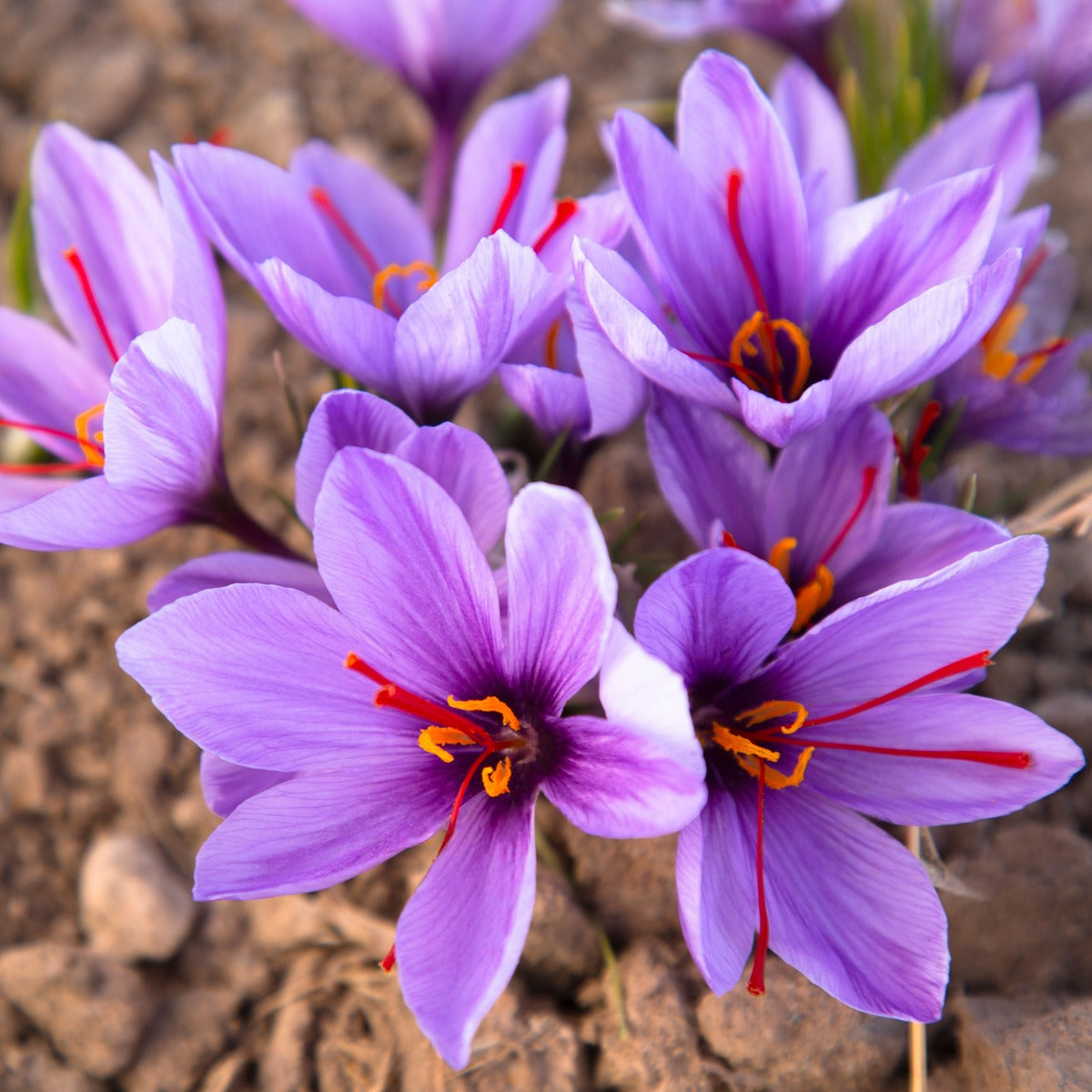 Crocus Saffron 2 Pkcrosaf 2025 - Garden Express Australia