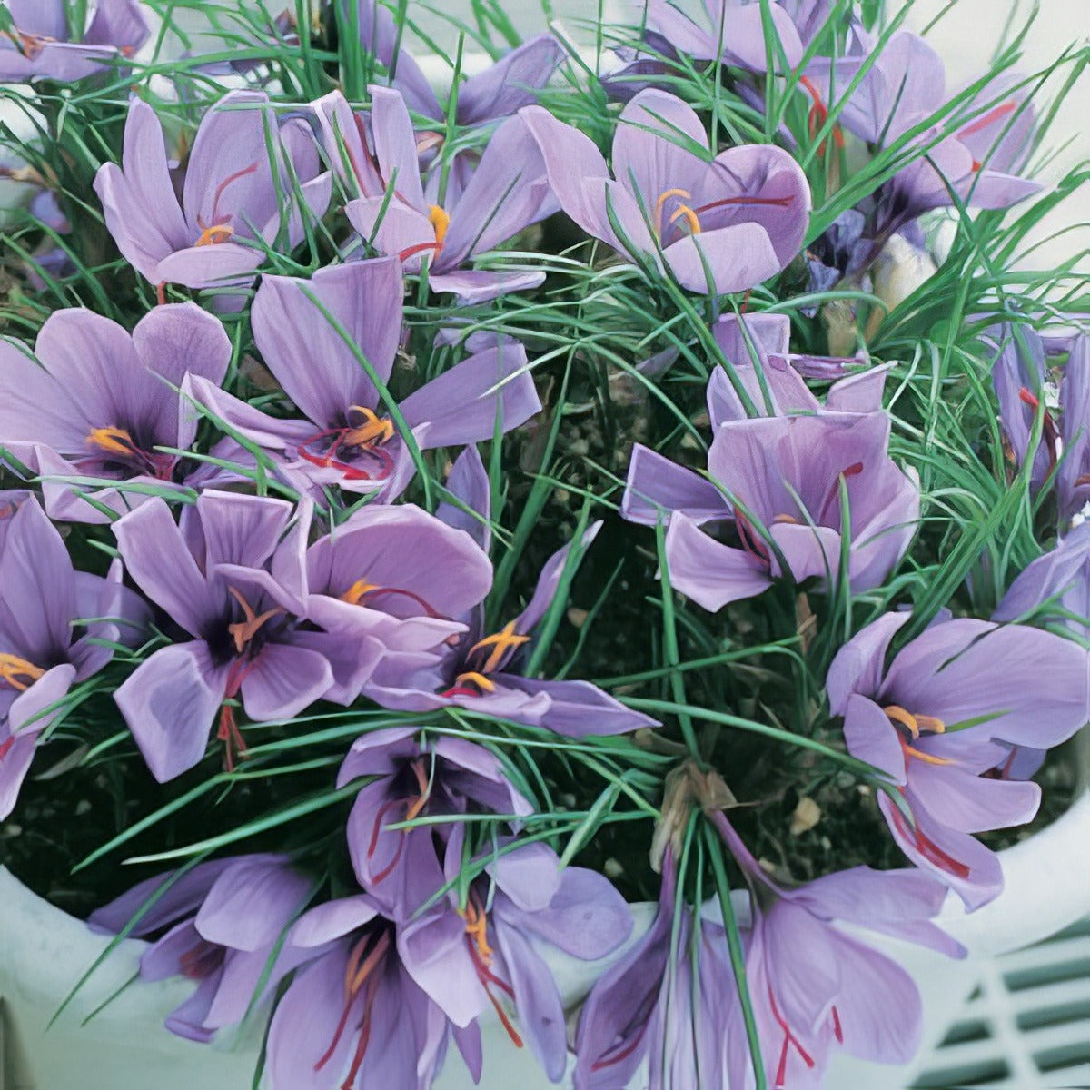 Crocus Saffron Pkcrosaf 2018 - Garden Express Australia