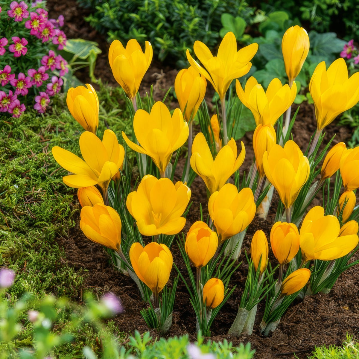 Crocus Yellow Mammoth 2 Pkcroyma 2026 - Garden Express Australia