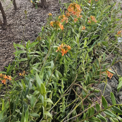 Crucifix Orchid Orange - Garden Express Australia