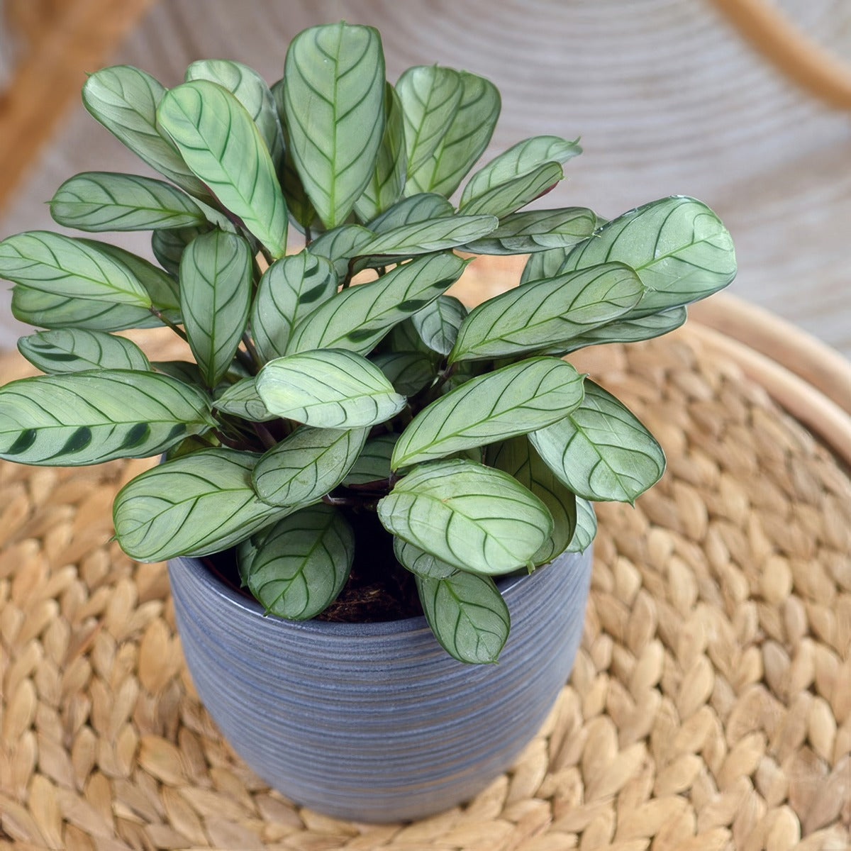Ctenanthe Amagris P10cteama - Garden Express Australia