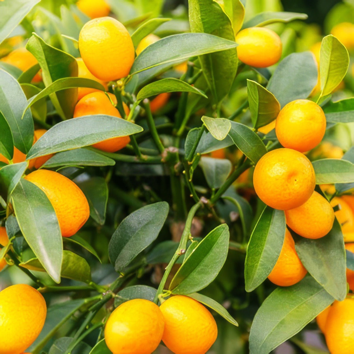 Cumquat Pplcumqua - Garden Express Australia