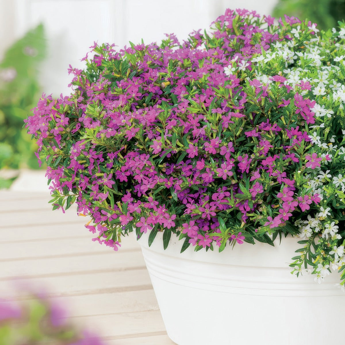 Cuphea Robs Mauve Lpocuprma - Garden Express Australia