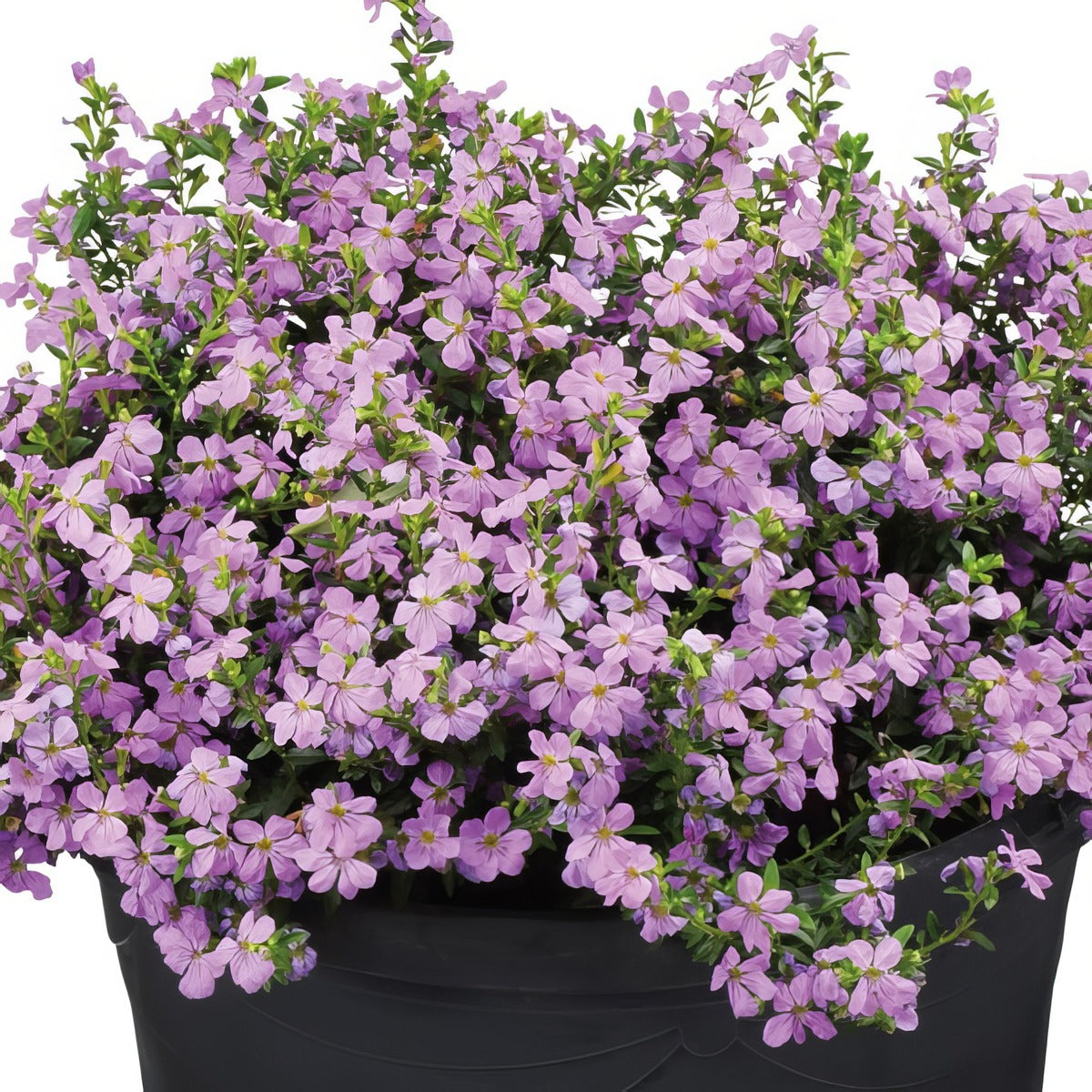 Cuphea Floriglory Corazon - Garden Express Australia