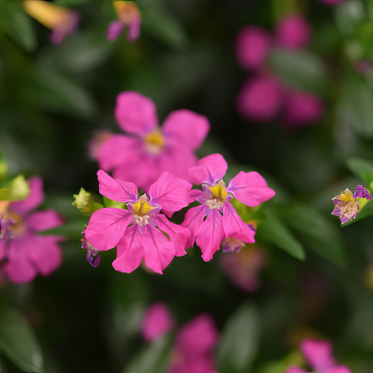 Cuphea Floriglory Diana - Garden Express Australia