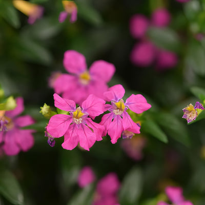 Cuphea Floriglory Diana - Garden Express Australia