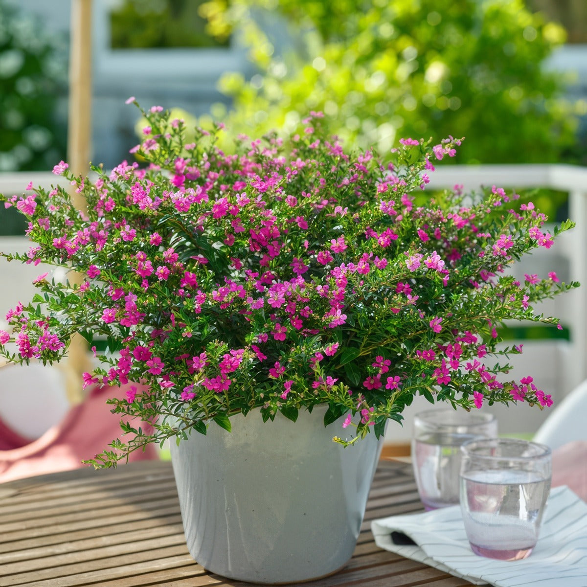 Cuphea Floriglory Diana P14cupfdi - Garden Express Australia