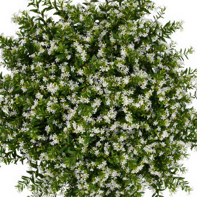 Cuphea Floriglory Maria - Garden Express Australia
