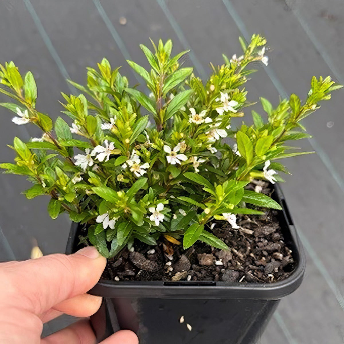 Cuphea Floriglory Maria Pot - Garden Express Australia