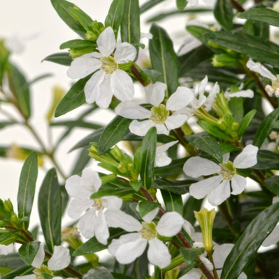 Cuphea Floriglory Maria P14cupfgm - Garden Express Australia