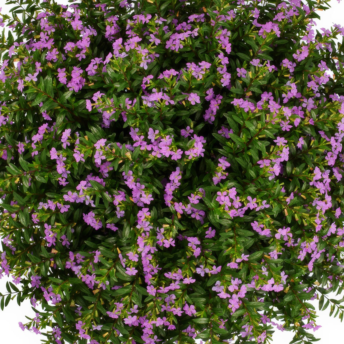 Cuphea Floriglory Sofia - Garden Express Australia