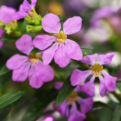 Cuphea Floriglory Sofia P14cupfsf - Garden Express Australia