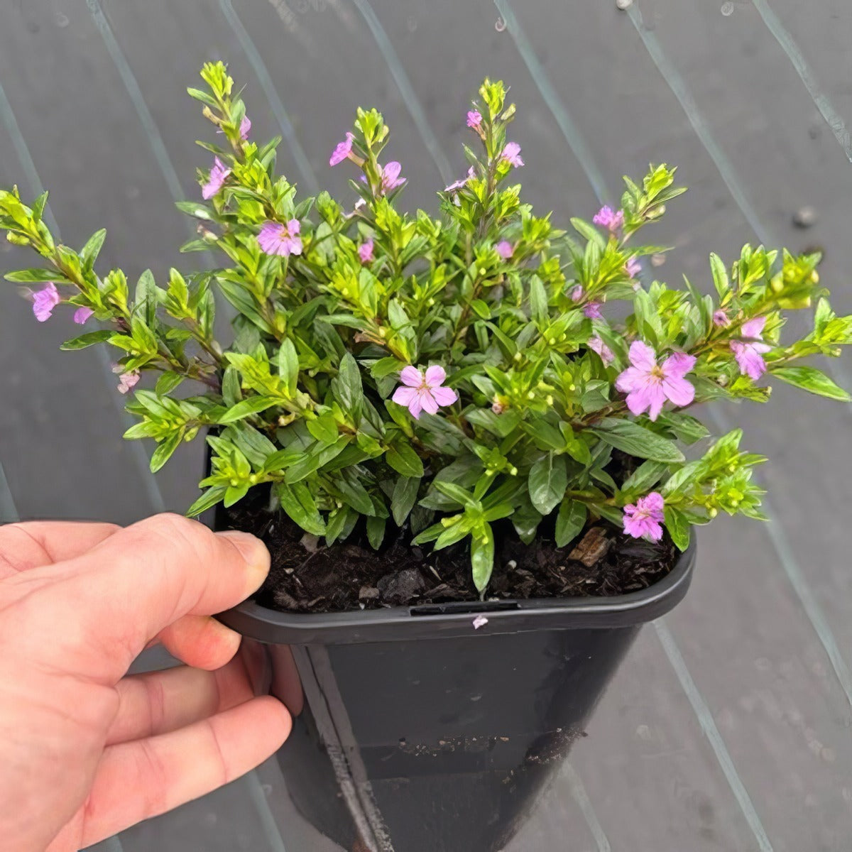 Cuphea Floriglory Sophia Pot - Garden Express Australia