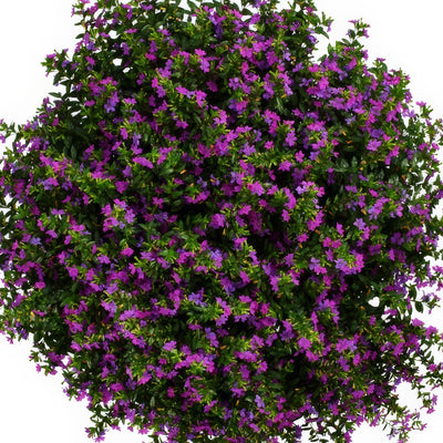 Cuphea Floriglory Selena - Garden Express Australia