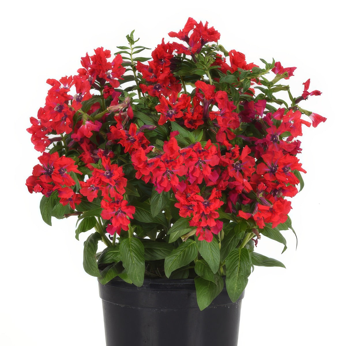 Cuphea Sweet Talk Red - Garden Express Australia