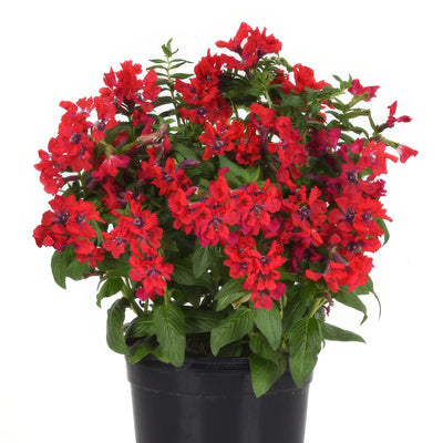 Cuphea Sweet Talk Red - Garden Express Australia