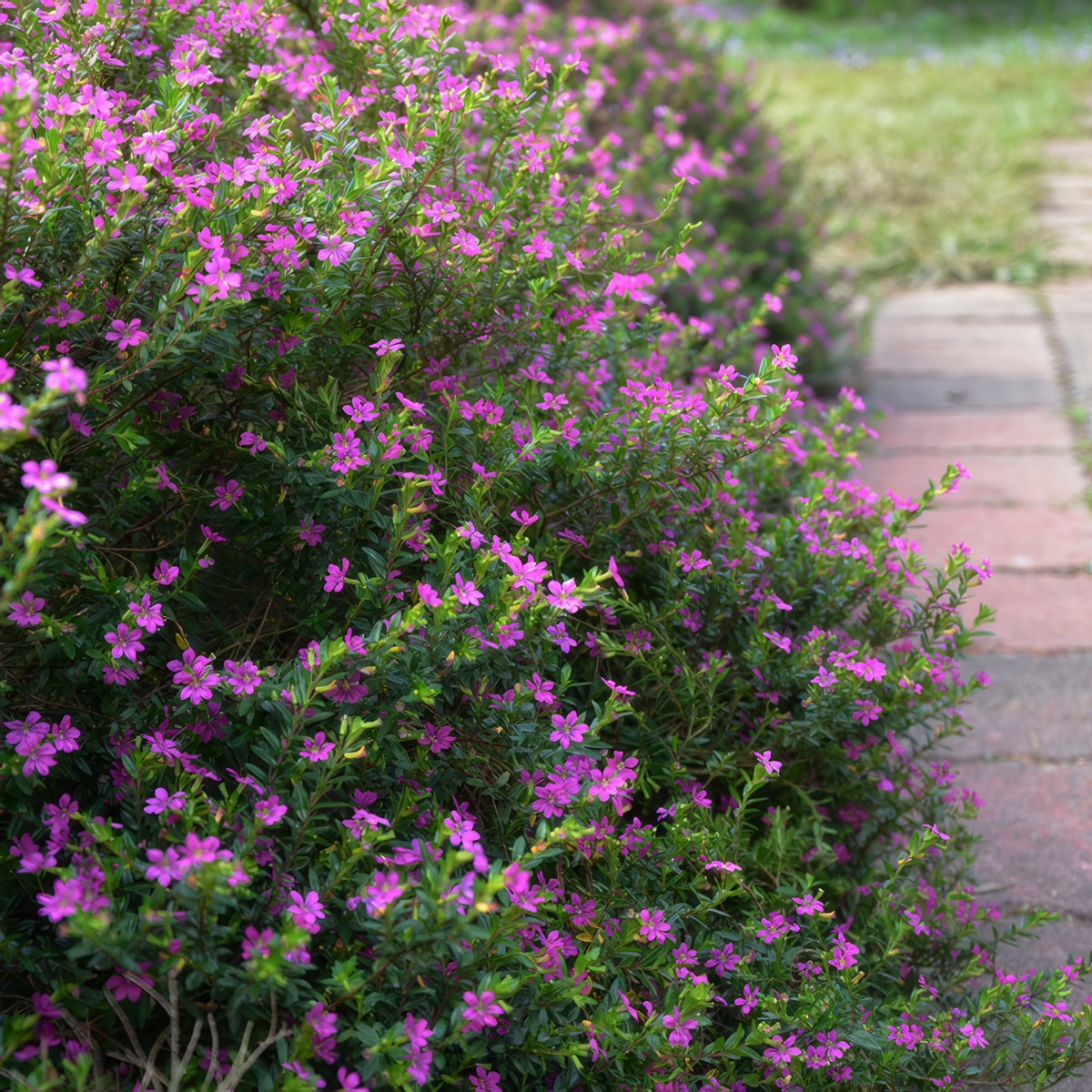 Cuphea Violet P68cupvio - Garden Express Australia